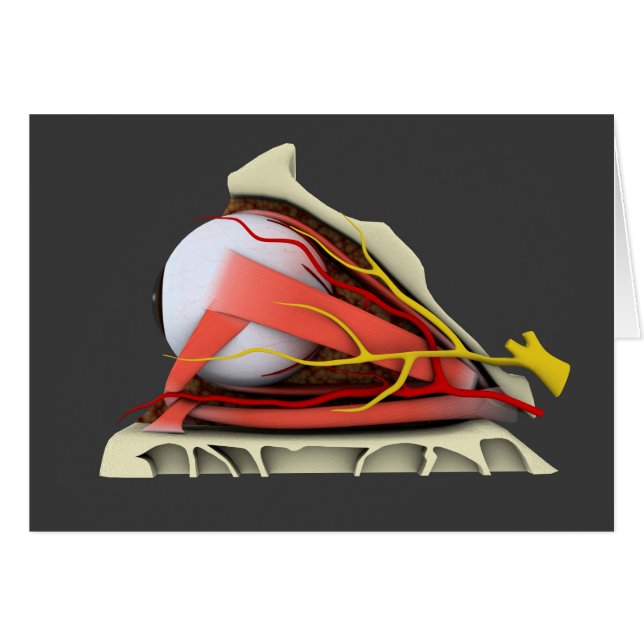 Cartão Imagem Conceitual Da Anatomia Ocular Humana 3 (Frente Horizontal)