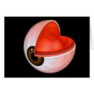 Cartão Imagem Conceitual Da Anatomia Ocular Humana 8