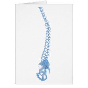 Cartão Imagem Conceitual Da espinha dorsal Humana 5