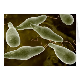 Cartão Imagem Conceitual Do Euglena 3