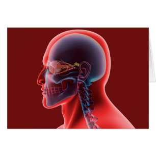 Cartão Imagem Conceitual Do Olho Humano E Do Crânio