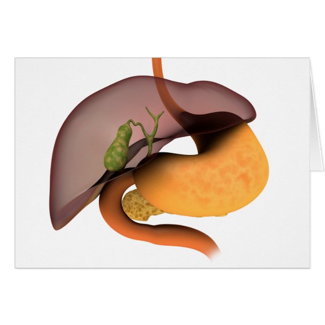 Cartão Imagem Conceitual Do Sistema Digestivo Humano 1 (Frente Horizontal)