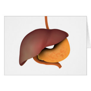 Cartão Imagem Conceitual Do Sistema Digestivo Humano 3