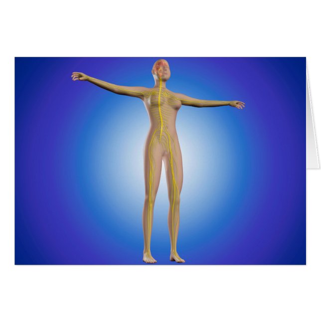 Cartão Imagem Conceitual Do Sistema Nervoso Feminino (Frente Horizontal)