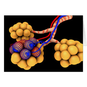 Cartão Imagem Conceitual Dos Alvéolos 4
