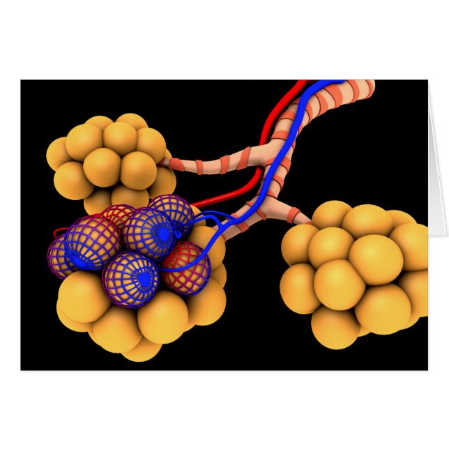Cartão Imagem Conceitual Dos Alvéolos 4 (Frente Horizontal)
