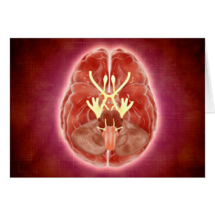 Cartão Imagem Conceitual Dos Nervos Craniais No Cérebro