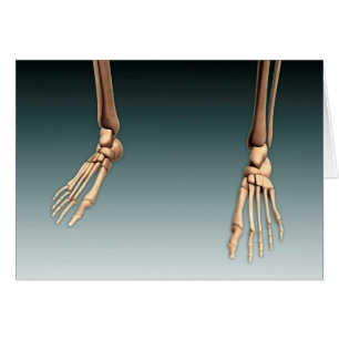 Cartão Imagem Conceitual Dos Ossos Nas Pernas Humanas E P