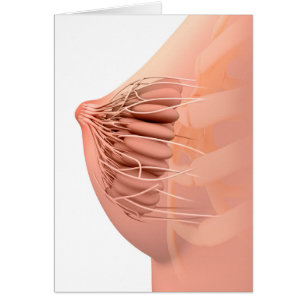 Cartão Imagem conceptual da anatomia fêmea 2 do peito