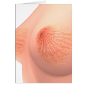 Cartão Imagem conceptual da anatomia fêmea 4 do peito