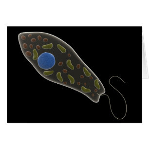 Cartão Imagem conceptual do Euglena 1