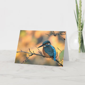 Cartão Imagem de Kingfisher.