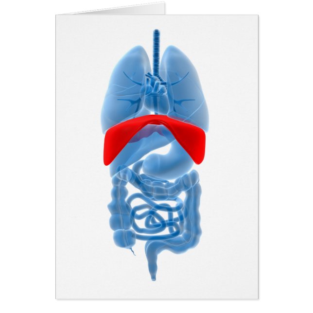 Cartão Imagem De Raios X De Órgãos Internos Com Diafragma (Frente)