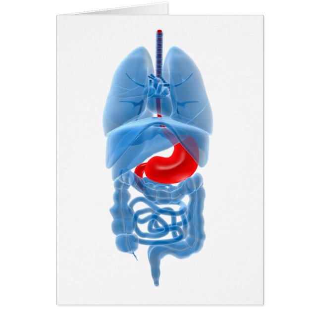 Cartão Imagem De Raios X De Órgãos Internos Com Estômago (Frente)