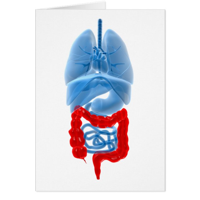 Cartão Imagem De Raios X De Órgãos Internos Com Grande (Frente)