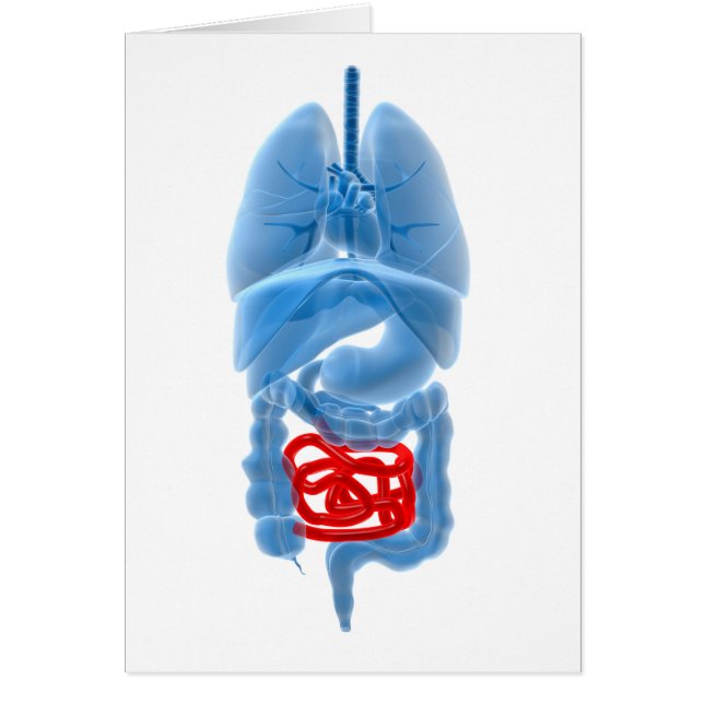 Cartão Imagem De Raios X De Órgãos Internos Com Pequeno (Frente)