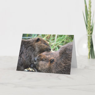 Cartão Imagem do Alcance de Beavers