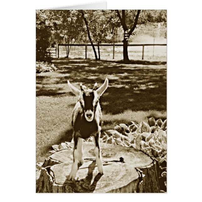 Cartão Imagem do Sepia de cabra determinada do bebê (Frente)