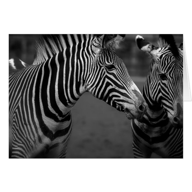 Cartão Imagem monocromática zebra (Frente Horizontal)