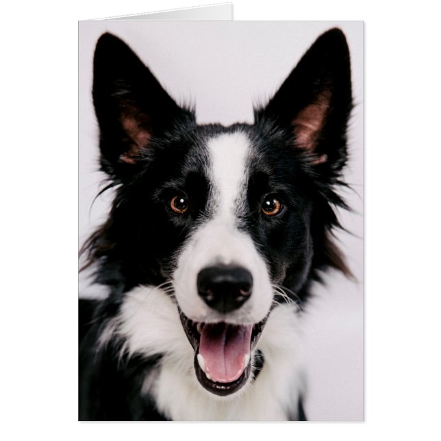 Cartão Imagens de Getty | A border collie de sorriso (Frente)