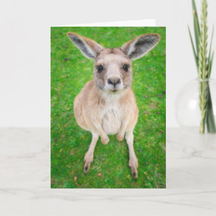 Cartão Imagens Getty Baby Kangaroo