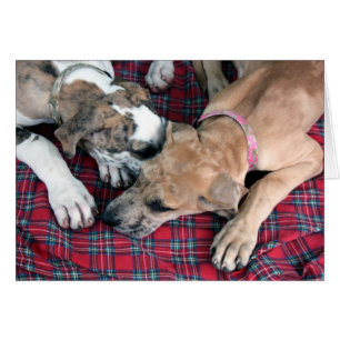 Cartão imbecil e jade