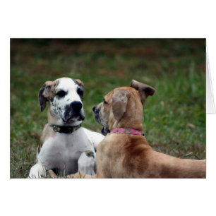 Cartão imbecil e jade 3