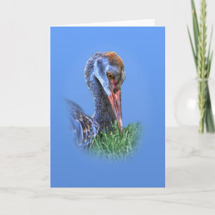Cartão Immature Sandhill Crane Blank Greeting Card