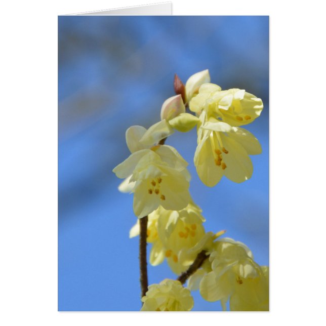 Cartão Impaciência (Frente)