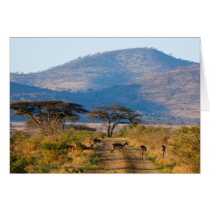 Cartão Impala (Aepyceros Melampus), Hluhluwe-Umfolozi