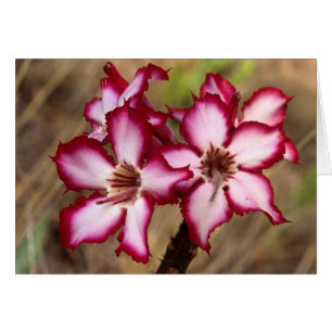 Cartão Impala Lily (Adenium Multiflorum), Kruger