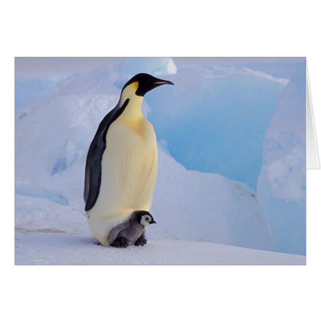 Cartão Imperador Penguin | Aptenodytes (Frente Horizontal)