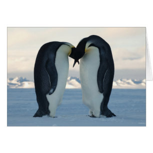 Cartão Imperador Penguin Courship