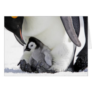 Cartão Imperador Penguin Ilha Snow Hill