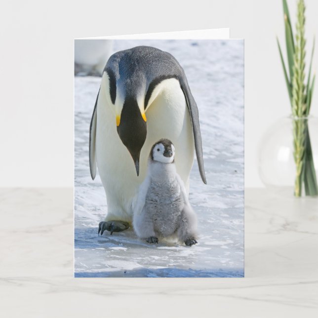 Cartão Imperador Pinguim com Pintinho - bilhete (Frente)