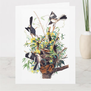 Cartão Impressão de Mockingbirds por Audubon
