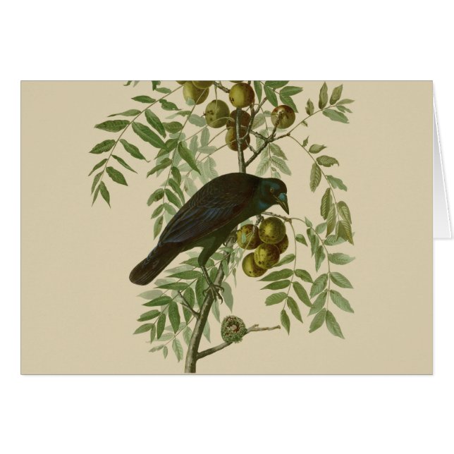 Cartão Impressão de pássaro rouxinol-púrpura de Audubon V (Frente Horizontal)