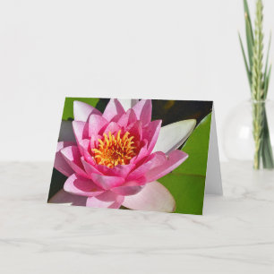 Cartão Impressão floral lírio de água rosa