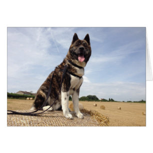 Cartão Inca em Somerset