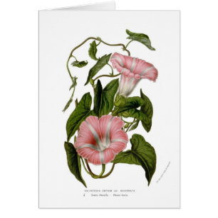 Cartão Incarnata das variedades do sepium do Calystegia