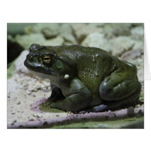 Cartão Incilius alvarius