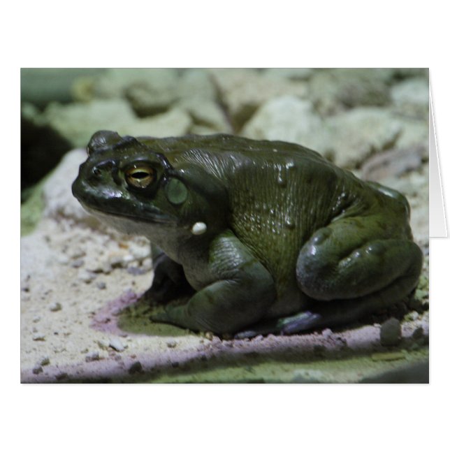 Cartão Incilius alvarius (Frente horizontal)