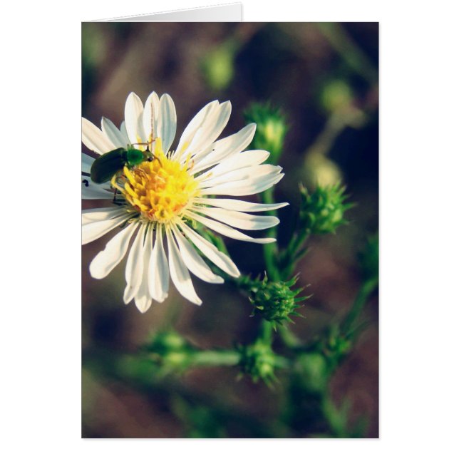 Cartão Incorporado (Frente)