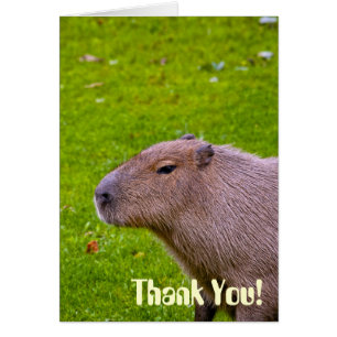 Cartão Incrível Animal Capivara