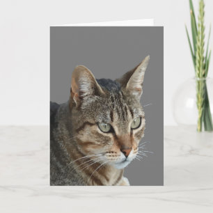 Cartão Incrível retrato vetorial de gato malhado em close