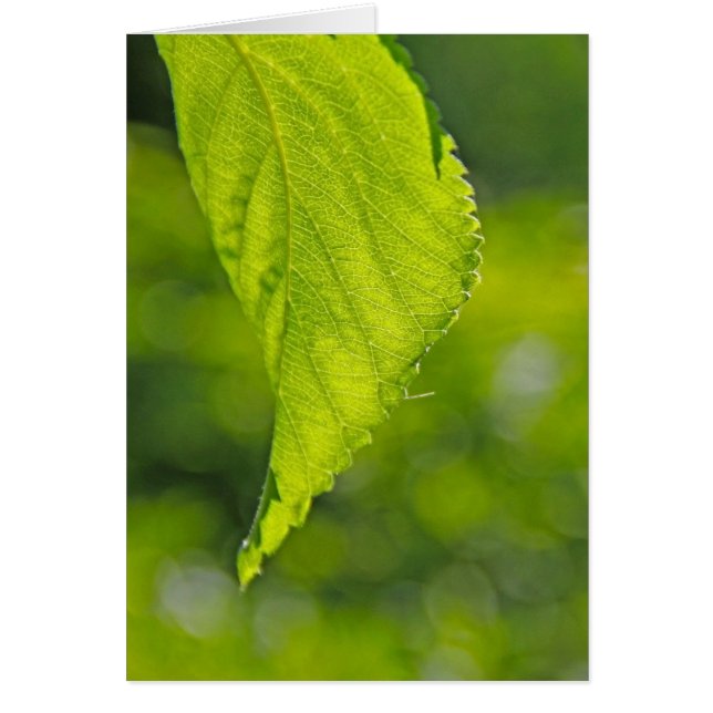 Cartão indefinido (Frente)