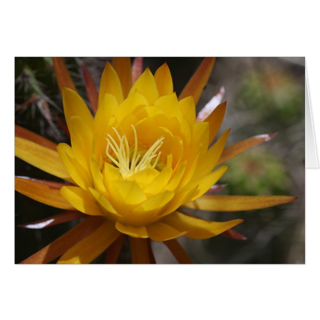 Cartão indefinido (Frente Horizontal)