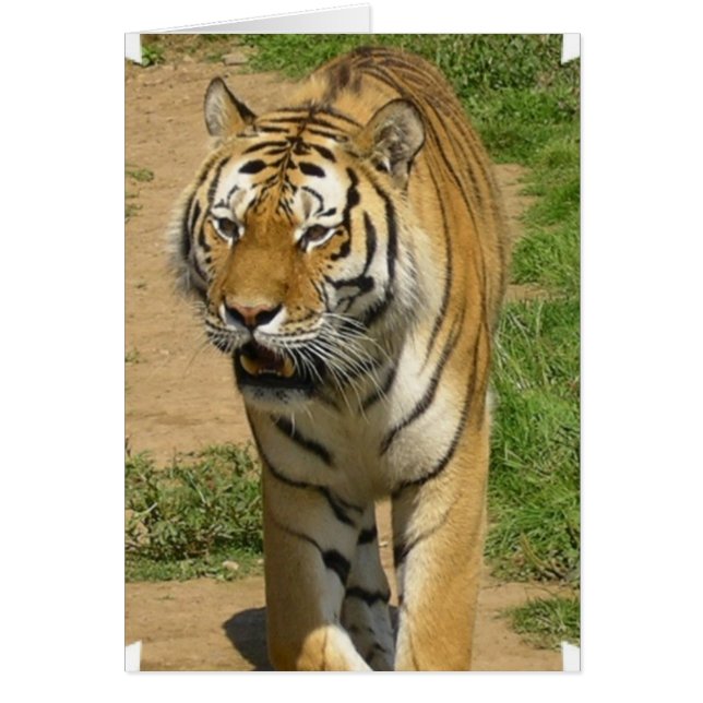 Cartão indefinido (Frente)