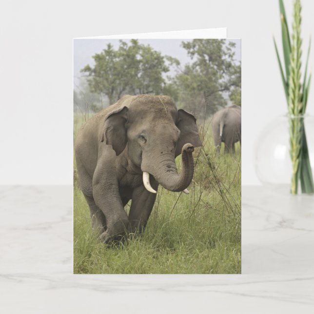 Cartão Indian Asian Elephant Greeting (Frente)
