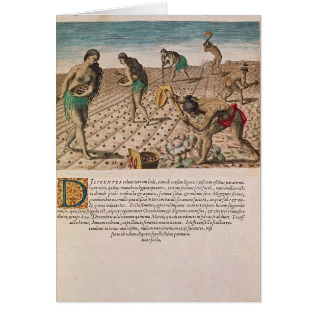 Cartão Indianos de Florida que plantam o milho (Frente)